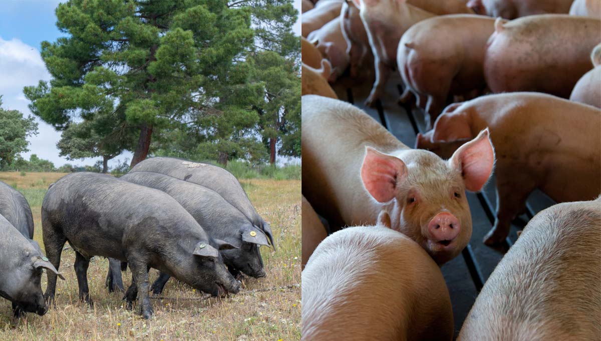 cerdo-blanco-diferencias-cerdo-iberico-tierra-de-jamon.jpg